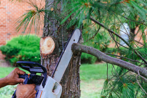 How Our Tree Care Process Works  in  Van Alstyne, TX